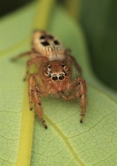Thyene imperialis