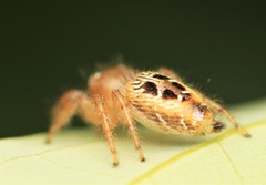 Thyene imperialis