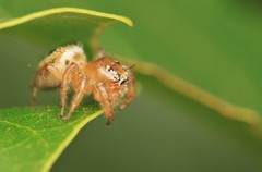 Thyene imperialis