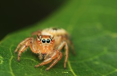 Thyene imperialis