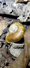 Cyclophorinae