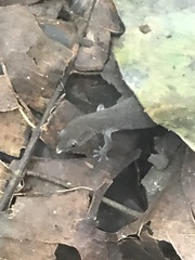 Sphaerodactylus vincenti