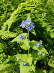 Pentaglottis sempervirens