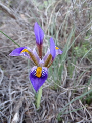 Iris unguicularis cretensis