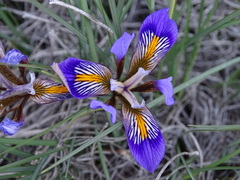 Iris unguicularis cretensis