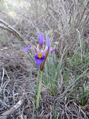 Iris unguicularis cretensis