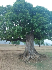 Madhuca longifolia latifolia