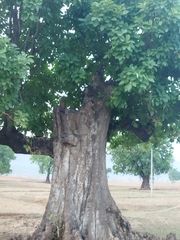 Madhuca longifolia latifolia
