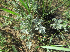 Artemisia mongolica
