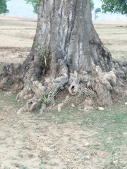 Madhuca longifolia latifolia