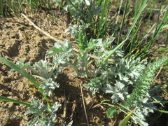 Artemisia mongolica