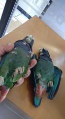 Pionus senilis