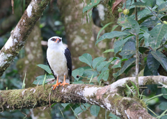 Leucopternis melanops