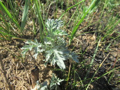 Artemisia mongolica
