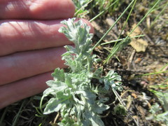 Artemisia mongolica