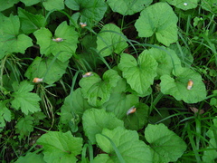 Succinea lauta