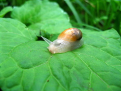 Succinea lauta