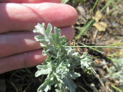 Artemisia mongolica