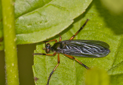 Dioctria oelandica