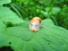Succinea lauta