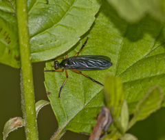 Dioctria oelandica