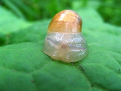 Succinea lauta