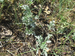Artemisia mongolica