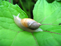 Succinea lauta