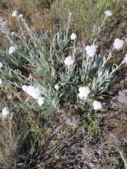 Achillea crithmifolia