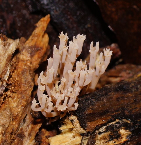 Artomyces austropiperatus image