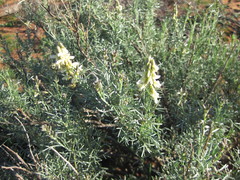 Wiborgia
