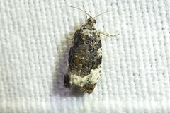 Apotomis sororculana