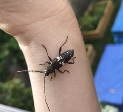 Enaphalodes taeniatus