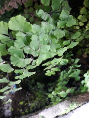 Adiantum capillus-veneris