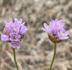 Armeria maritima californica