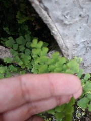 Adiantum capillus-veneris