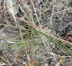 Armeria maritima californica