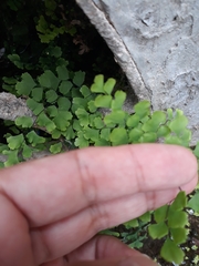 Adiantum capillus-veneris