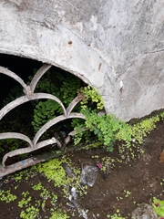 Adiantum capillus-veneris