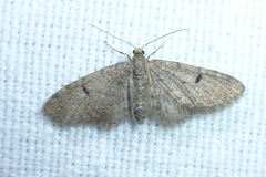 Eupithecia indigata