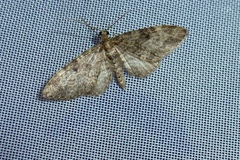 Eupithecia tantillaria