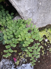 Adiantum capillus-veneris