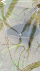 Cybister tripunctatus