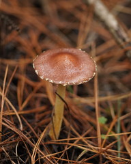 Stropharia formosa