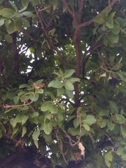 Madhuca longifolia latifolia