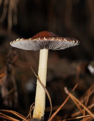 Stropharia formosa