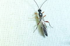 Odontocolon dentipes