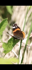 Vanessa atalanta