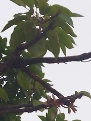 Madhuca longifolia latifolia