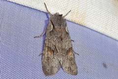 Lithophane furcifera